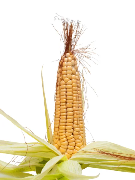 Peeled corn — Stock Photo, Image