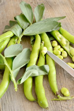 taze geniş fasulye