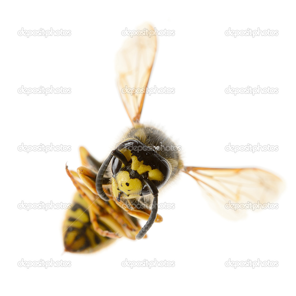 Isolated Bee
