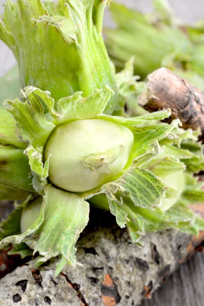 Fresh hazelnuts — Stock Photo, Image