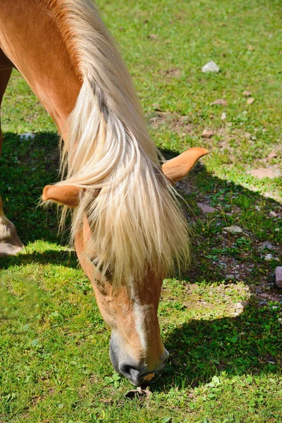 Haflinger konia — Zdjęcie stockowe