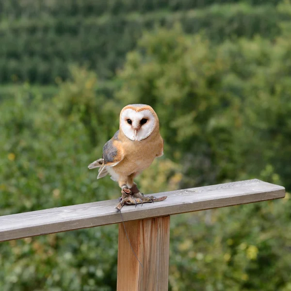 Eule als Greifvogel — Stockfoto