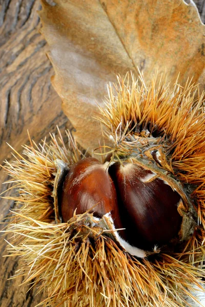 Castanhas frescas — Fotografia de Stock