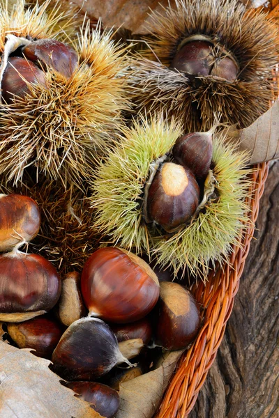 Castagne fresche — Foto Stock