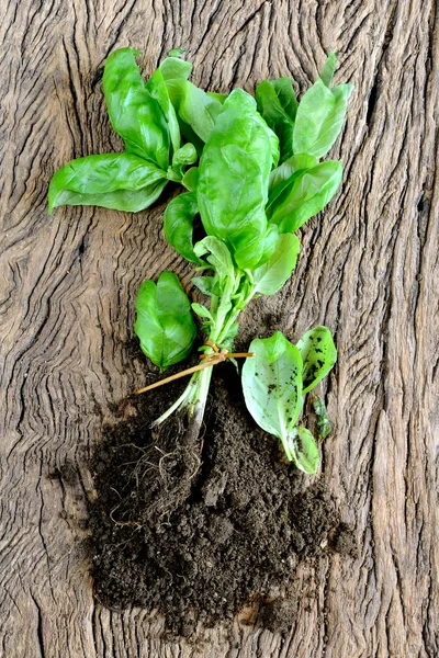 Piante di basilico — Foto Stock