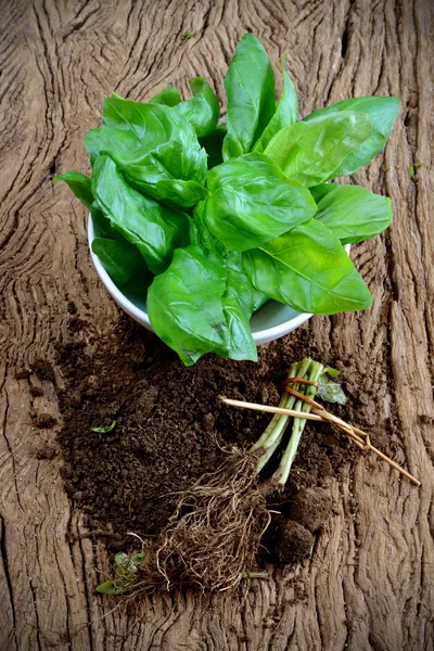 Piante di basilico — Foto Stock