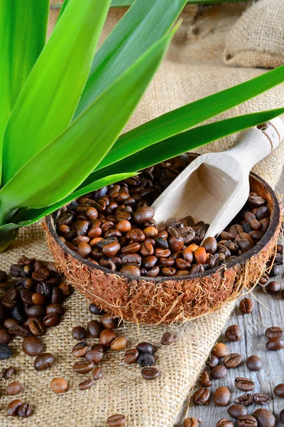 Ziarna kawy w kokos — Zdjęcie stockowe