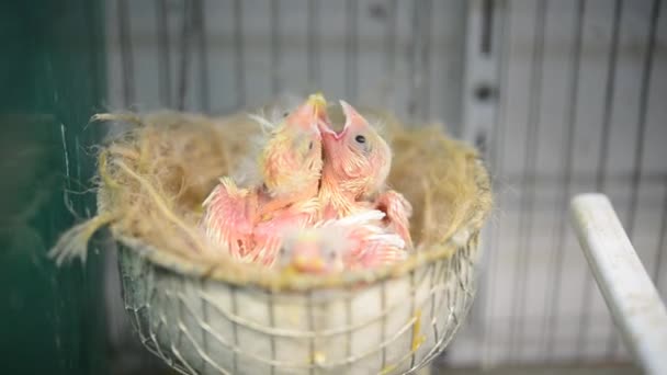 Baby birds nursery — Stock Video