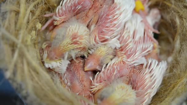 Baby vogels kwekerij — Stockvideo