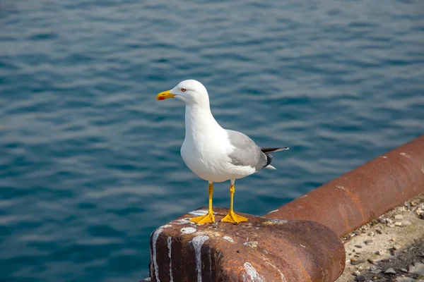 Seagull Mediterranean Sea Port Italy — Stock Photo, Image