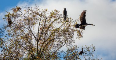 Ağaçların tepesinde 5 karabatak grubu. Biri sonbahar renklerinde.