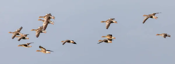 Gruppo Oche Greylag Che Volano Formazione — Foto Stock