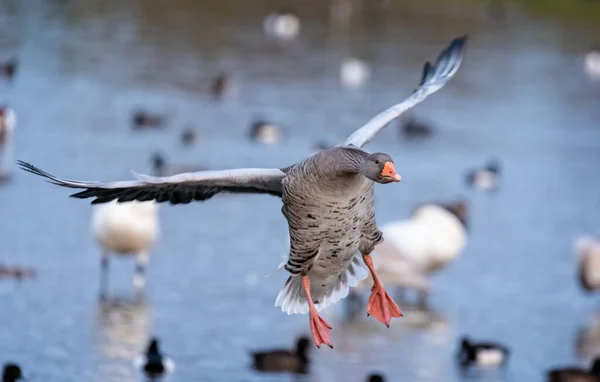 Fechar Ganso Greylag Que Vem Para Terra Com Asas Abertas — Fotografia de Stock