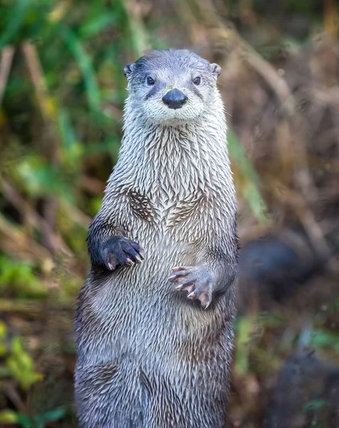 Close River Otter Standing Facing Directly Camera — Stock Photo, Image