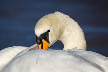 Kapatın dilsiz kuğunun kafasını tüylere sıkıştırın.