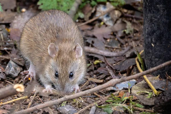 Zbliżenie Brązowego Szczura Patrzącego Kamerę Podłodze Lasu — Zdjęcie stockowe