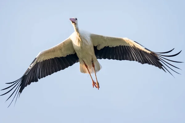 翼が直接頭上を飛んで広がる白いコウノトリのクローズアップ — ストック写真