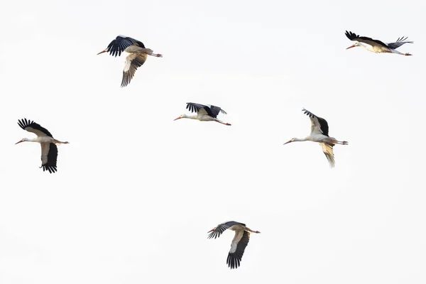 Flock White Storks Flying Sky — Foto Stock