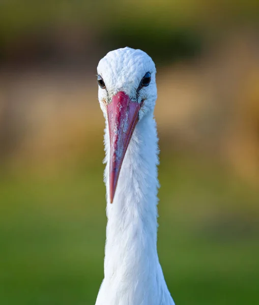 Close Head White Stork Large Red Beak — Foto Stock