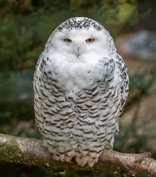 枝には大きな雪のフクロウのクローズアップ — ストック写真