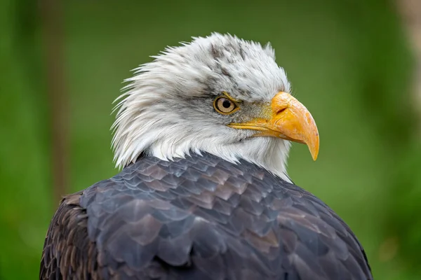 Vista Cercana Del Perfil Águila Calva Adulta — Foto de Stock