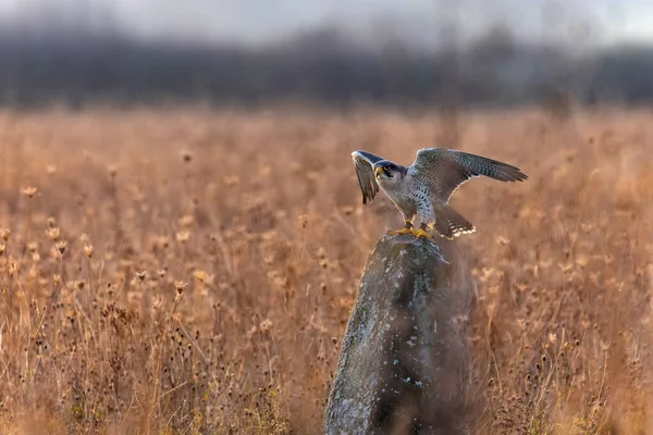 Lanner Falcon Siedzący Wylocie Skalnym Polu Żółtych Traw Zachodzie Słońca — Zdjęcie stockowe