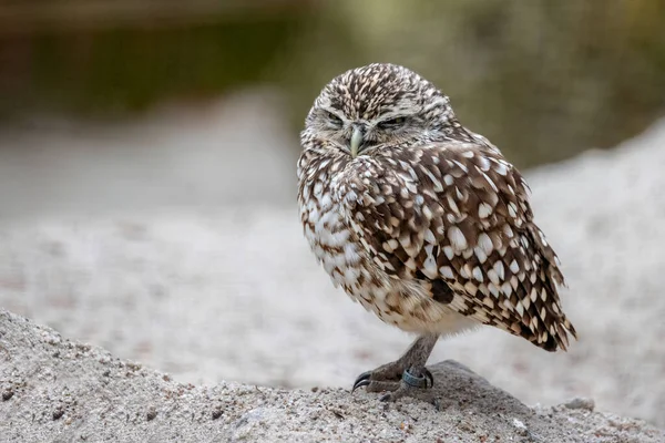 Close Small Cute Burrowing Owl — Foto Stock