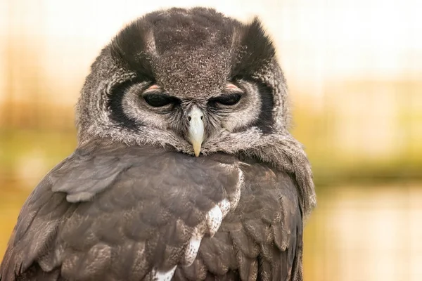 머리와 어깨를 나뭇가지에 Verreauxs Eagle Owl 가까이 — 스톡 사진