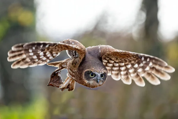 Κοντινό Πλάνο Του Brown Owl Γλιστρώντας Φτερά Απλωμένα — Φωτογραφία Αρχείου