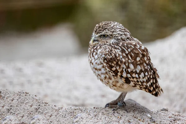 Nahaufnahme Einer Kleinen Erdkauz — Stockfoto