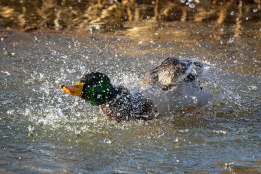 # Erkek bir Mallard ördeğinin Nehirde su sıçratırken #