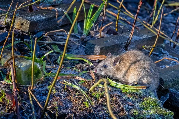 Zbliżenie Szczura Mroźnej Ziemi Pośród Wyrzuconych Śmieci — Zdjęcie stockowe