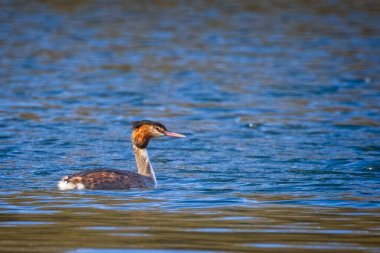 Büyük göl kenarında batağan Yüzme tepeli