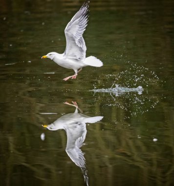 Martının yakın çekim görüntüsü aynadaki yansımasıyla donmuş suyun üzerinde alçaktan uçuyor.