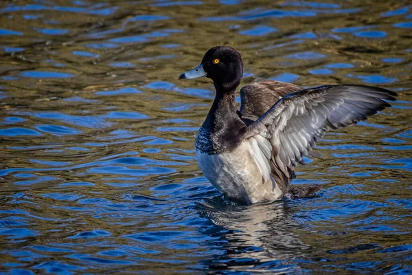 Närbild Tuftad Anka Flaxande Vingar Sjön — Stockfoto