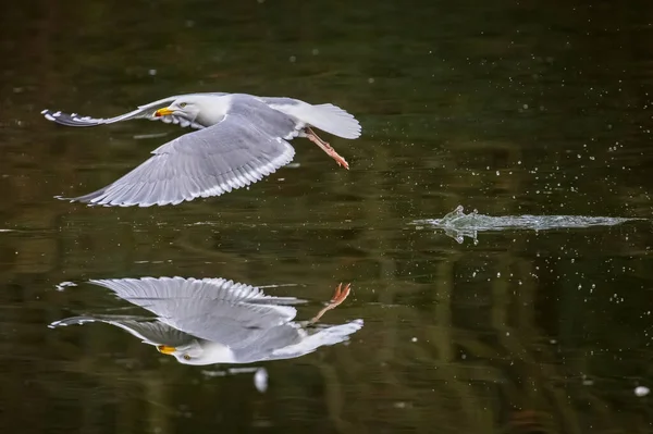 Primer Plano Gaviota Volando Bajo Sobre Agua Congelada Con Reflejo —  Fotos de Stock