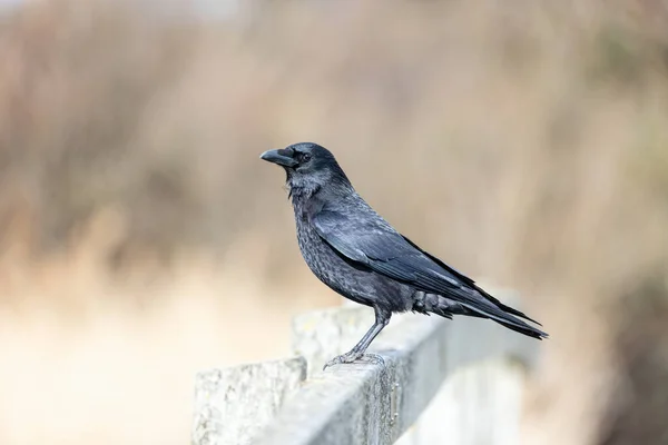 Närbild Carrion Crow Sitter Trästaket Med Krämig Suddig Ljus Bakgrund — Stockfoto