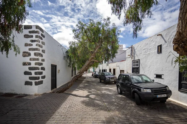 Allee Der Eukalyptusbäume Der Calle Los Arboles Teguise Lanzarote Spanien — Stockfoto