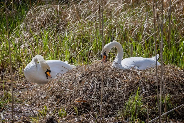 Par Stumma Svanar Med Näbbar Öppna Bygga Vass Säng — Stockfoto