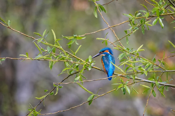 Close Kingfisher Perched Branch Spring Foliage Blurred Background — Photo