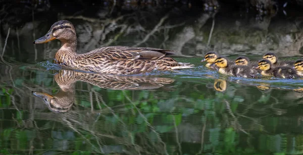 Mallard Hembra Agua Con Patitos Bebé Siguiendo Una Fila — Foto de Stock