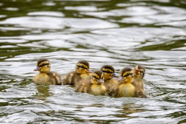 Gölde yüzen bir grup yeni doğmuş bebek Mallard ördek yavrusuna yakın durun.