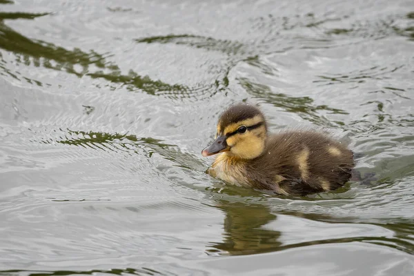 Close New Born Baby Mallard Duckling Swimming Lake — Fotografia de Stock