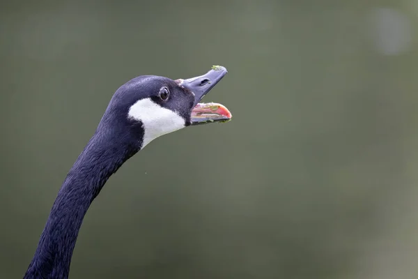 Close Head Adult Canada Goose Beak Wide Open Honking — Fotografia de Stock