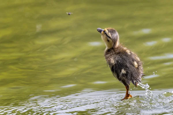 Close Baby Mallard Duckling Leaping Out Water Trying Catch Insect — Fotografia de Stock