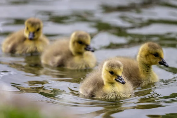 Close Grupo Bebê Canadá Gansos Gansos Nadando Lago — Fotografia de Stock