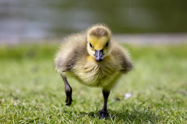 Close New Born Canada Goose Running Camera Grass — Fotografia de Stock