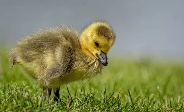 Close New Born Canada Goose Gosling Feeding Grass — Stockfoto