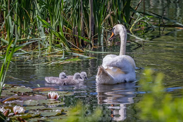 Anne Dilsiz Kuğu ve yumurtadan yeni çıkmış cygnets 'leri suların ve çiçekli zambakların arasında.