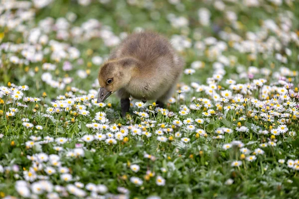 Zbliżenie Greylag Gosling Karmienia Polu Pełnym Stokrotek — Zdjęcie stockowe